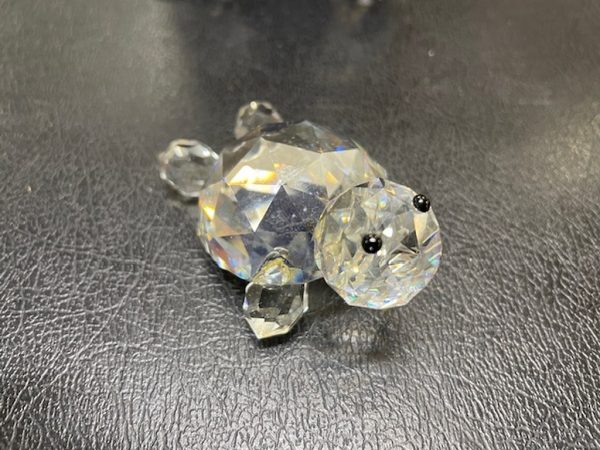 Tartaruga Trasp Sfaccettata - immagine 2